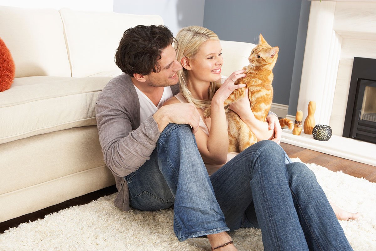 Как и чем убрать запах кошачьей мочи с дивана?